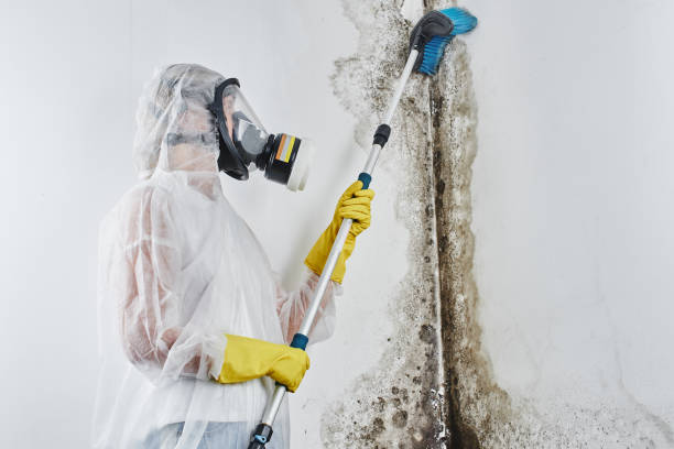 Best Office Mold Removal Services  in New Boston, TX