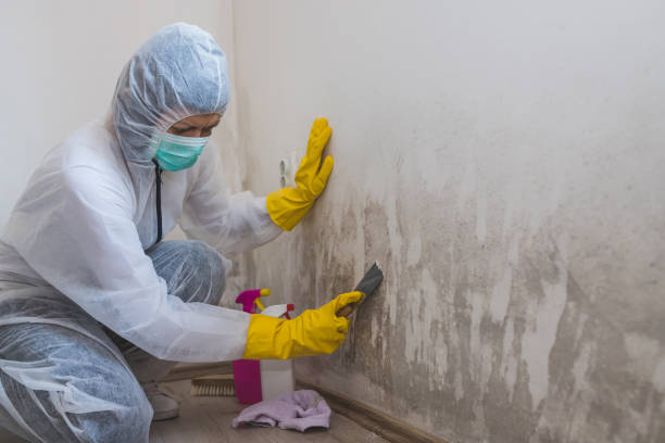 Trusted New Boston, TX Mold Removal Experts