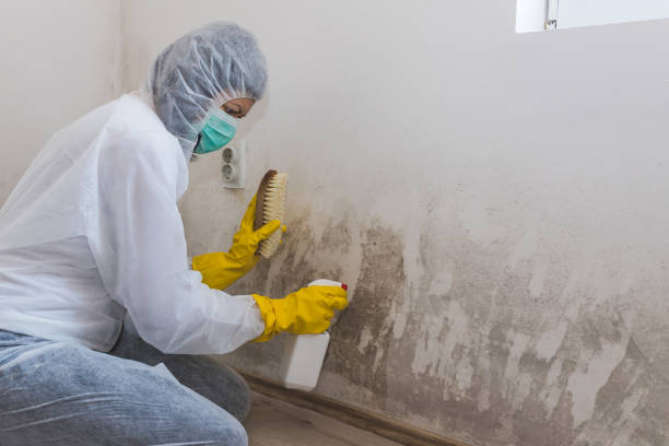 Best Residential Mold Removal  in New Boston, TX