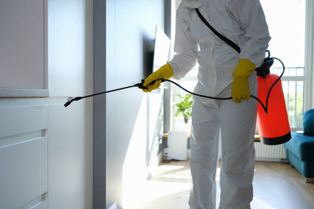 Mold Testing and Removal in New Boston, TX