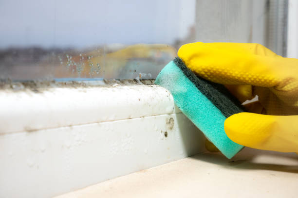 Best Affordable Mold Removal  in New Boston, TX