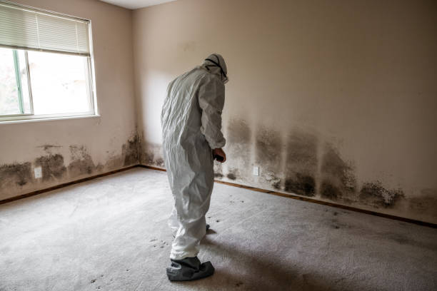 Mold Removal Process in New Boston, TX