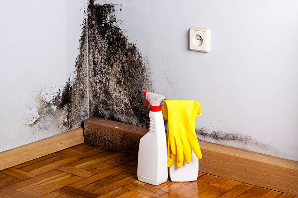 Best Fast Mold Removal  in New Boston, TX