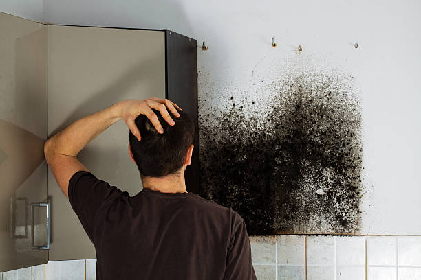 Trusted New Boston, TX Mold Removal Experts