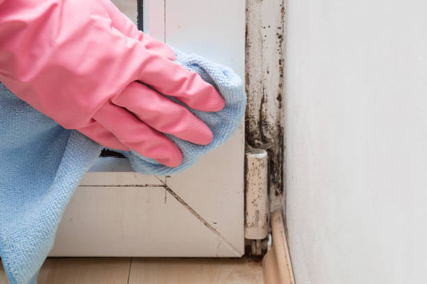 Best Mold Damage Repair  in New Boston, TX
