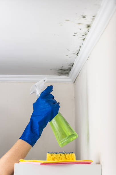 Best Same-Day Mold Removal  in New Boston, TX